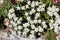 Many edelweiss flowers - Engadine valley St Moritz Switzerland