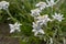 Many edelweiss flowers growing together - symbol of alpinism.