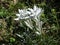 many edelweiss (Leontopodium alpinum)