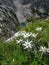 many edelweiss (Leontopodium alpinum) in front of a mountain lake