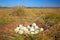 Many eggs in the ground nest, nest of Greater Rhea, Rhea americana, Pantanal, Brazil, The nests are thus collectively used by seve