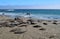 Many Elephant Seals gather on the California Coast