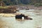Many elephants bathing in the river