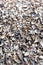 Many of empty mussel shells on the beach background