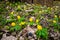 Many eranthis flowers in a forest