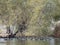 Many Eurasian coot swimming in the Floyd Lamb Park