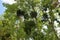 Many european semiparasite mistletoe viscum album plants hanging in green host trees - Netherlands
