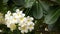 Many exotic white flowers. Blooming Frangipani Plumeria Leelawadee set of white tropical flowers on green tree. Natural