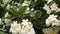 Many exotic white flowers. Blooming Frangipani Plumeria Leelawadee set of white tropical flowers on green tree. Natural tropical