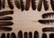 Many falconry feathers and space on a light wooden background.