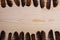 Many falconry feathers and space on a light wooden background.