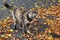 Many fall leaves and cat with cement background.