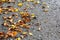 Many fall leaves with cement background.