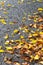 Many fall leaves on wet.