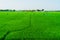 Many farmers are walking around spraying pesticides in rice fields. The farmer\\\'s green rice fields are growing.