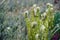 Many Fern sprouts spiral