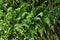 Many ferns growing in HuascarÃ¡n National Park