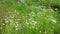 Many field daisies in the meadow in summer