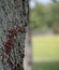 Many firebugs on a tree in different stages of development