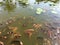 Many fish carp in lotus pond