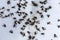 Many flies are stuck on paper with glue to trap the flies.