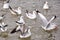 Many flocks of seagulls fly in the sky in the evening at Bang Pu of Thailand