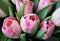 Many of the flower buds of tulips in the bouquet top view seasonal signs of spring women`s gift