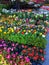 Many flower pots arranged for sale at outdoor market in street marketplace. Agriculture, Farm, Garden, Business concept