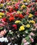 Many flowering begonias in the flower bed background.