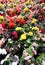 Many flowering begonias in the flower bed background.