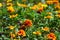 Many flowering tagetes patula is close