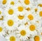 Many flowers of chamomile, covered with water drop