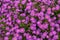 Many flowers colorful violet aster alpinus