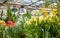 Many flowers in a greenhouse. Production and cultivation flowers