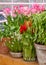 Many flowers in a greenhouse. Production and cultivation flowers