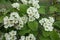 Many flowers of northern downy hawthorn in spring