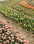 Many flowers rows colored tulips curly flowerbed