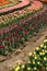 Many flowers rows colored tulips curly flowerbed