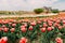 Many flowers rows colored tulips field building