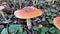 Many fly agaric mushrooms