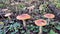 Many fly agaric mushrooms