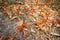 Many Flying seed  Dipterocarpus alatus  or Yang Na tree flower on the ground