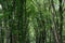 Many forest tree trunks with green lush foliage