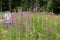 Many Foxglove wild flowers