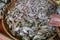 Many fresh butter catfish, Two-spot glass catfish, Ompok bimaculatus, Sheatfish