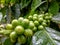 Many fresh coffee on the plant with green leaves