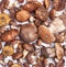 Many fresh edible forest mushrooms Suillus luteus and Boletus edulis