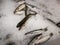 Many fresh Gray Mullet and another fish lay on ice at supermarket. Top view shot