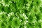Many fresh green flower as pattern texture background , fre