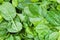 many fresh leaves of spinach herb close up